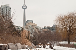Music garden against Toronto skyline with CN tower.