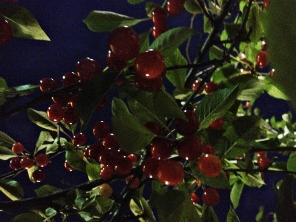 Cherries in the tree at night.