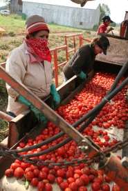 Farmerworkers with tomatoes.