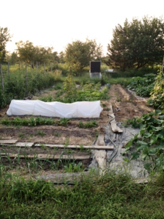 Garden with planks and tarps.