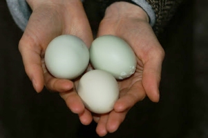 Eggs in hands.