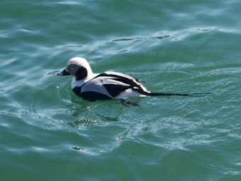 Duck swimming in the western gap.