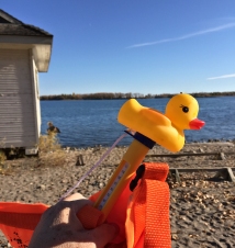 Rubber ducky at Cherry Beach.