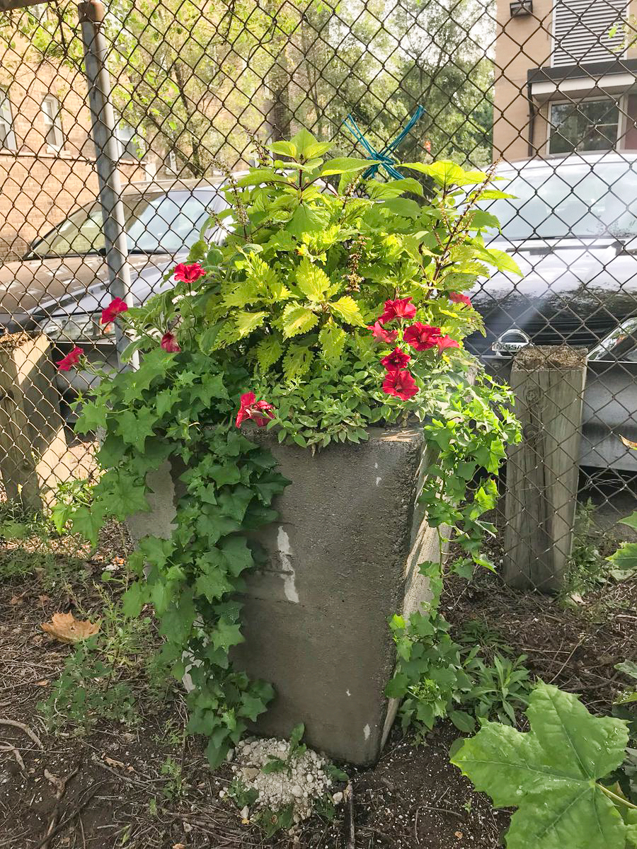 Tall laneway planter with vines and flowers.